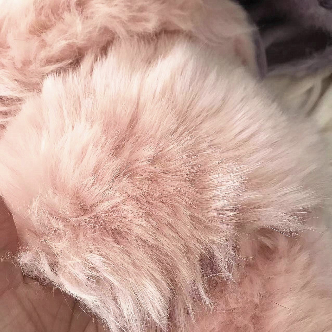 Light Pink Teddy Bears Fabric Soft Fabric For Toy Stuffed Doll Making 35cm x 45cm ( 13